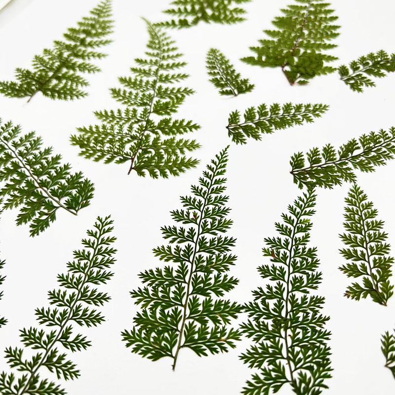 100개 천연 레인 펀그나무 잎 표본, 펀그나무 DIY - Art And Craft Nature 리뷰 및 가격